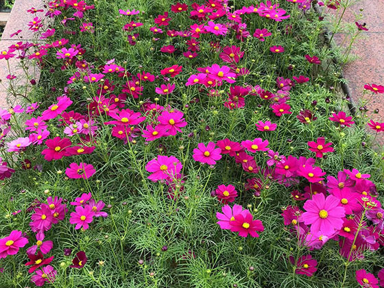 芜湖阳台绿化-酒店植物摆设设计